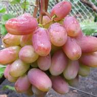 Саженец Виноград Преображение в контейнере